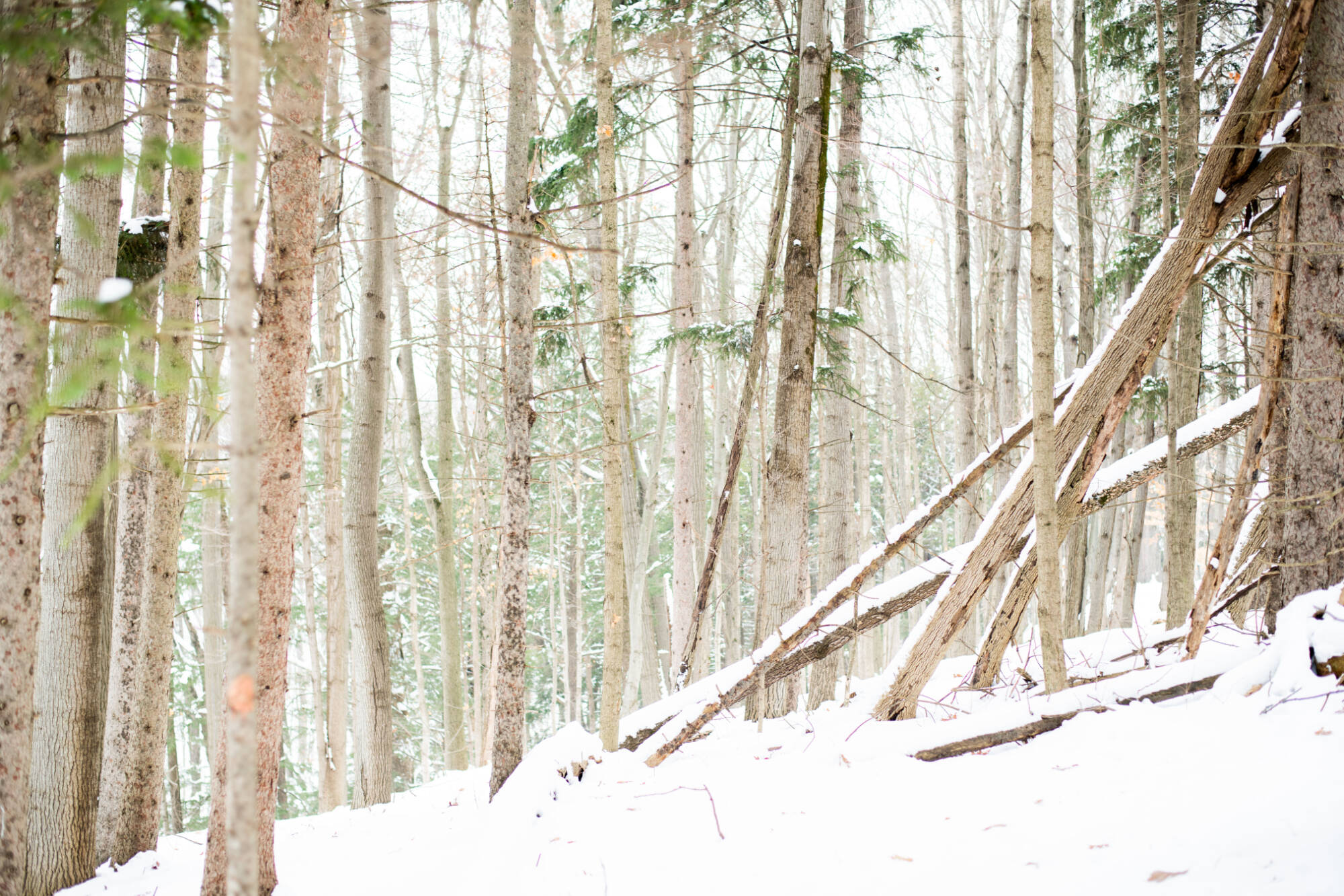 pine woods in the winter
